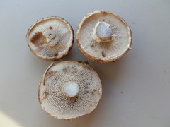 Suillus serotinus
