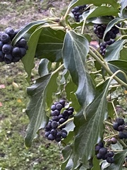 Hedera helix