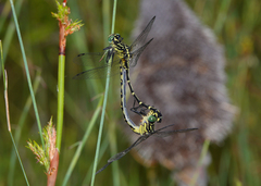 Austrogomphus ochraceus