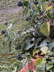 Hedera helix