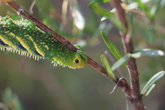 Coequosa triangularis