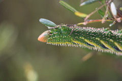 Coequosa triangularis