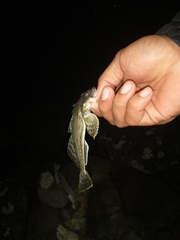 Leptocottus armatus