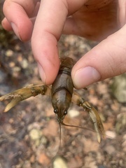 Cambarus
