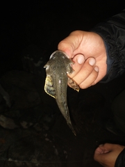 Leptocottus armatus