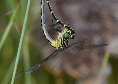 Austrogomphus ochraceus