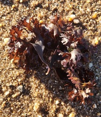 Chondrus crispus