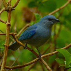 Thraupis cyanoptera