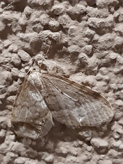 Operophterini
