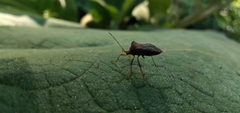 Anasa scorbutica
