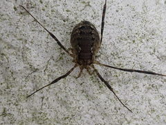 Oligolophus hanseni