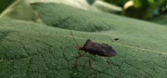 Anasa scorbutica