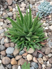 Aristaloe aristata