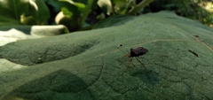 Anasa scorbutica
