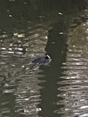 Fulica atra