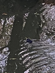 Fulica atra