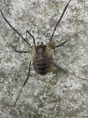 Oligolophus hanseni