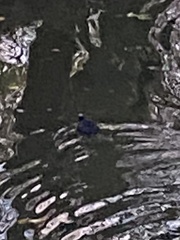 Fulica atra