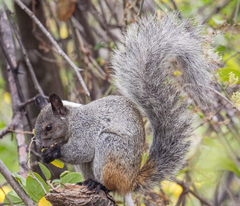 Sciurus stramineus