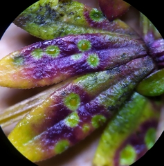 Puccinia punctata