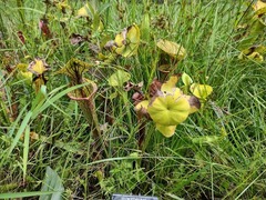 Sarracenia flava