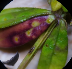 Puccinia punctata