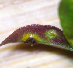 Puccinia punctata