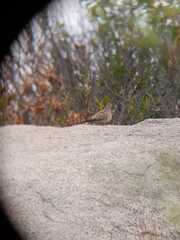 Metriopelia melanoptera