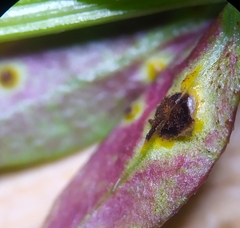 Puccinia punctata