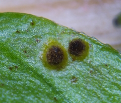 Puccinia punctata