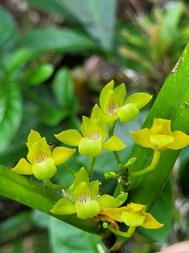 Orleanesia