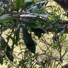 Tristaniopsis laurina