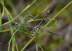 Austrogomphus ochraceus