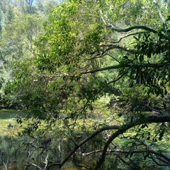 Tristaniopsis laurina