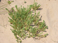 Crucianella maritima