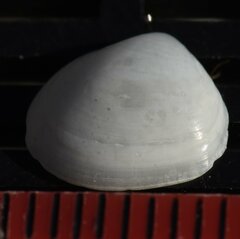 Abra aequalis