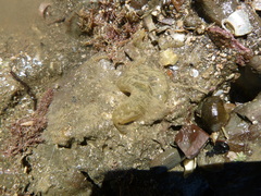 Flabelligera bicolor