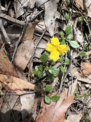 Goodenia lanata