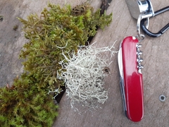 Ramalina farinacea