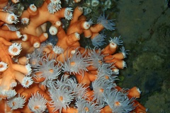Dendrophyllia ramea