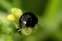 Coleoptera