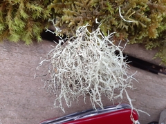 Ramalina farinacea