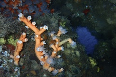 Dendrophyllia ramea