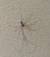 Pholcus phalangioides