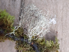 Ramalina farinacea