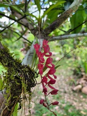 Rodriguezia lanceolata