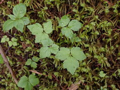 Tiarella trifoliata trifoliata
