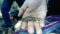 Sceloporus subniger