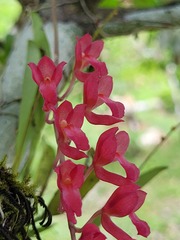 Rodriguezia lanceolata