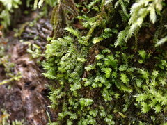 Plagiochila porelloides
